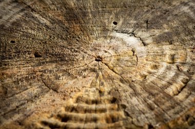 Dekorasyon amaçlı kullanılan tahta kütük kesitinin görüntüsü.