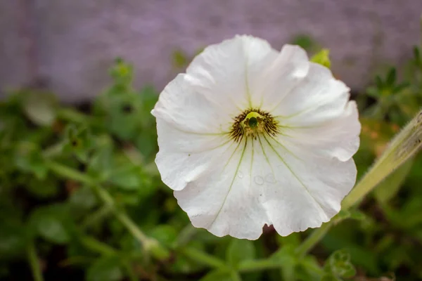 Bellissimo Fiore Bianco Petunia Axillaris Varierty Noto Anche Come Petunia — Foto Stock