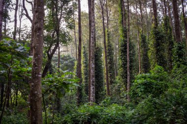 Yercaud Hill İstasyonu, Tamil Nadu, Hindistan 'daki kahve çiftliklerine gölge düşüren ağaçların manzarası.