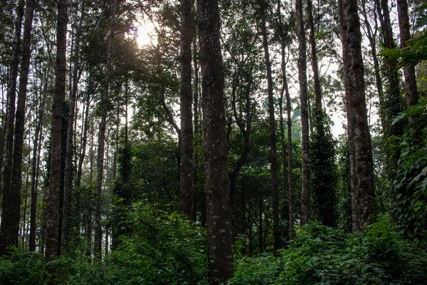 Malowniczy Widok Drzewa Zapewniając Cień Plantacji Kawy Yercaud Wzgórzu Stacji — Zdjęcie stockowe