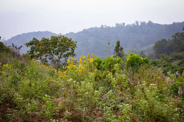 Prachtig Uitzicht Het Landschap Langs Shevaroy Hills Yercaud India — Stockfoto