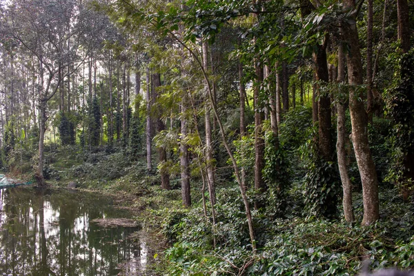 Lagoa Bonita Perto Plantação Café Com Árvores Fornecendo Sombra Yercaud — Fotografia de Stock