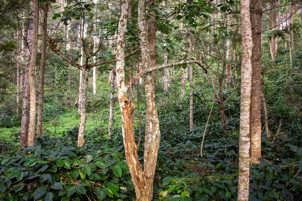 Piękny Widok Drzewa Zapewniając Cień Plantacji Kawy Yercaud Wzgórzu Stacji — Zdjęcie stockowe