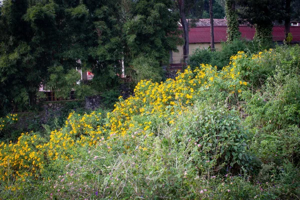 Prachtig Uitzicht Het Landschap Met Bloemen Een Resort Achtergrond Langs — Stockfoto