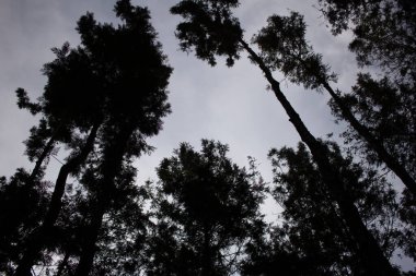 Akşam gökyüzüne karşı ağacın güzel siluet etkisi. Fotoğraf: Yercaud, Tamil Nadu, Hindistan
