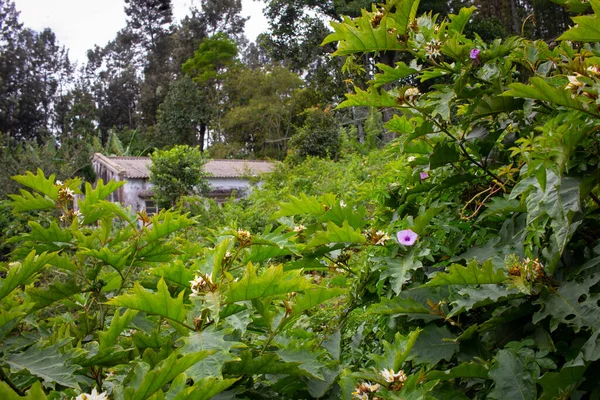 Utsikt Över Ett Hus Mitt Ett Skogsområde Yercaud Indien — Stockfoto