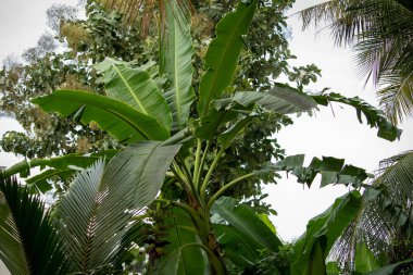 Hindistan, Tamil Nadu 'daki bir çiftlikte kocaman muz yaprakları.