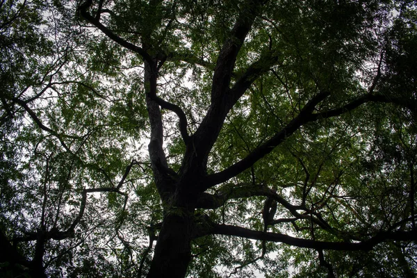 Vista Dell Albero Con Molti Rami Che Coprono Ampia Area — Foto Stock