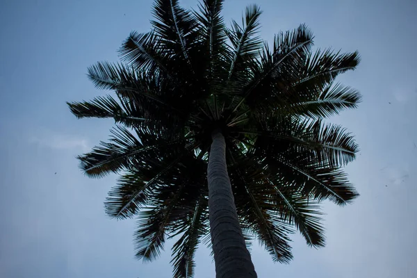 Widok Drzewa Kokosowego Tle Nieba Pollachi Tamil Nadu Indie — Zdjęcie stockowe
