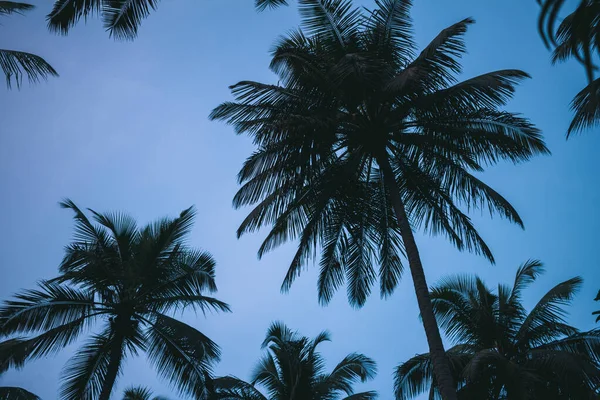 Widok Drzew Kokosowych Tle Nieba Pollachi Tamil Nadu Indie — Zdjęcie stockowe