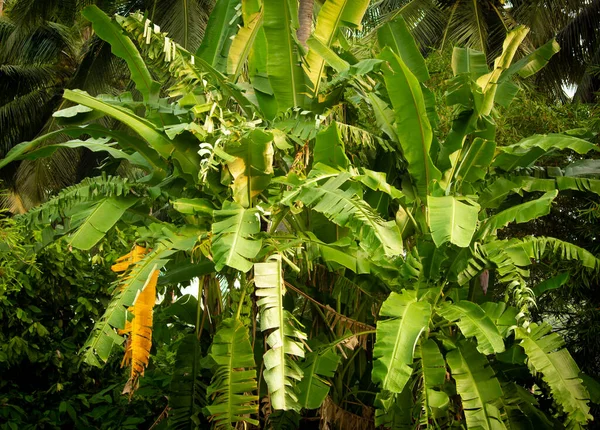 Vue Des Bananiers Dans Une Plantation Pollachi Tamil Nadu Inde — Photo