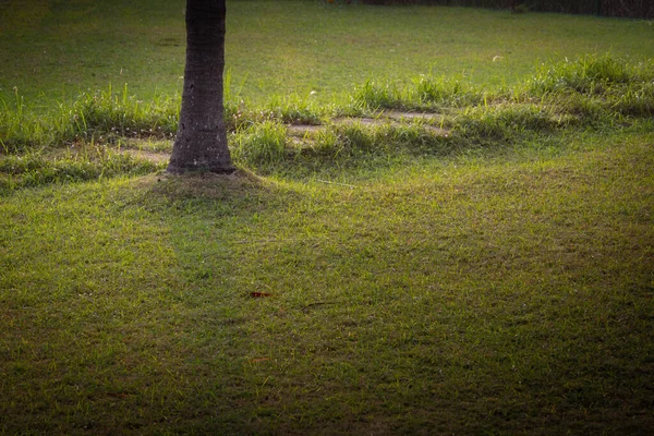 Beautiful Lawn Recreation Activities Landscaped Grass Area Natural Surrounding Pollachi — Stock Photo, Image