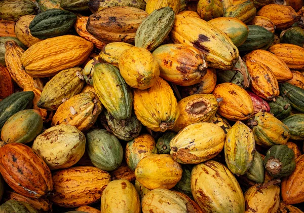 View of harvested cacao fruits in a heap. Yellow color cocoa fruit (also known as Theobroma cacao)