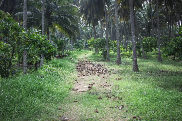 Вид Дерево Какао Також Відоме Theobroma Cacao Плантації Кокосових Дерев — стокове фото