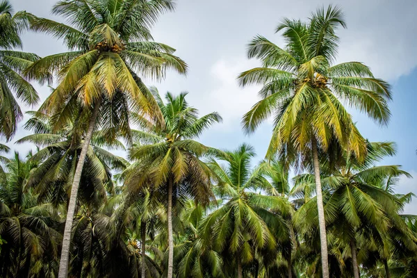 Vista Plantación Cocoteros Pollachi Tamil Nadu India — Foto de Stock