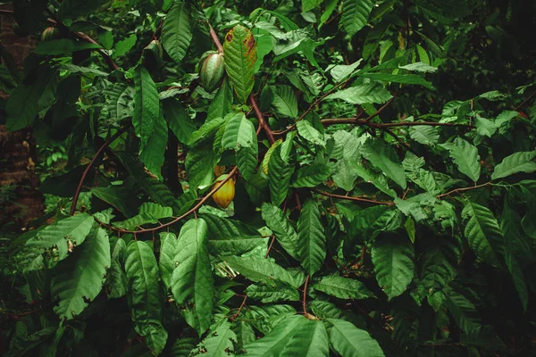 Veduta Frutti Cacao Appesi Albero Cacao Colore Giallo Cacao Noto — Foto Stock