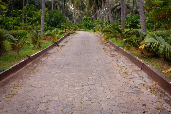Ein Schöner Weg Und Eine Auffahrt Entlang Der Kokospalmenplantage — Stockfoto