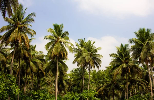 Vista Plantación Cocoteros Pollachi Tamil Nadu India — Foto de Stock