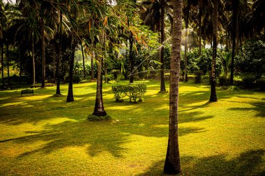 Pollachi, Tamil Nadu, Hindistan 'da sulama yapan fıskiyeli hindistan cevizi ağacı tarlası manzarası