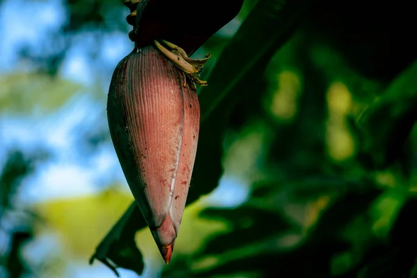 View Banana Tree Flower Banana Inflorescence Partially Opened — 스톡 사진