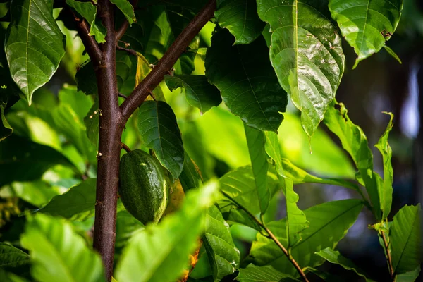 Utsikt Över Kakao Frukter Som Hänger Ett Kakaoträd Gul Färg — Stockfoto