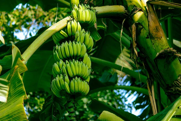 View Banana Fruit Growth Clusters Single Stalk — 스톡 사진