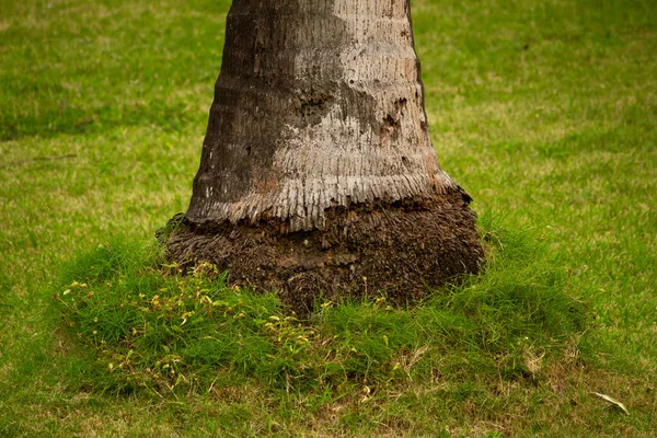 Вид Корни Кокосового Дерева Красивым Лавровым Покрытием Отдыха Ландшафтный Газон — стоковое фото