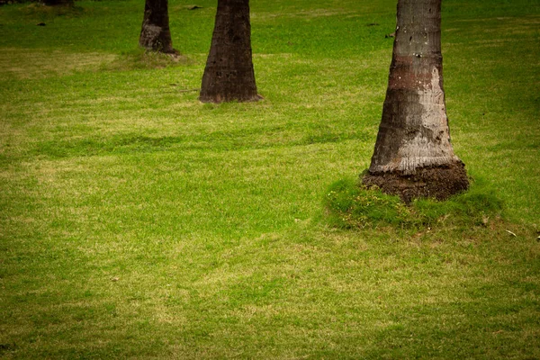 Lindo Gramado Para Atividades Recreativas Área Grama Paisagística Ambiente Natural — Fotografia de Stock