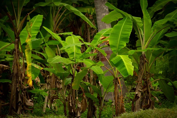 Pohled Banány Plantáži Pollachi Tamil Nadu Indie — Stock fotografie