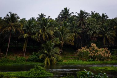Bharathappuzha Nehri (ayrıca Nila veya Ponnani Nehri olarak da bilinir), Pollachi, Tamil Nadu, Hindistan. Seçici odak