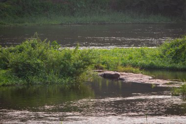 Bharathappuzha Nehri 'ndeki (Nila veya Ponnani Nehri olarak da bilinir) su akışının görüntüsü, Pollachi, Tamil Nadu, Hindistan. Seçici odak
