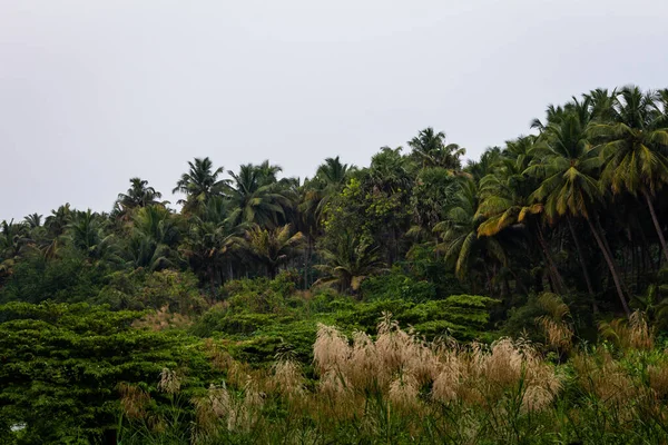 Vue Plantation Cocotiers Long Rivière Bharathappuzha Également Connue Sous Nom — Photo