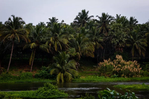 Pohled Plantáž Kokosových Stromů Podél Řeky Bharathappuzha Známé Také Jako — Stock fotografie