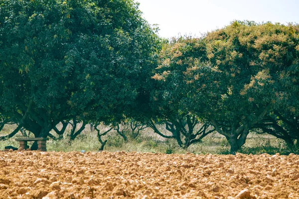 Widok Plantację Drzew Mango Zaoraną Ziemią Pierwszym Planie Farma Drzew — Zdjęcie stockowe