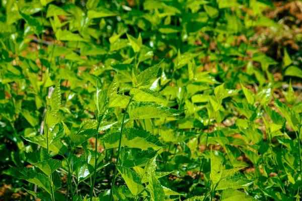 Vista Las Hojas Verdes Morera Gusano Seda —  Fotos de Stock