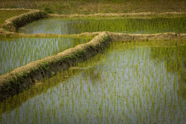 Blick Aus Nächster Nähe Auf Die Reisfelder Einer Farm Indien — Stockfoto