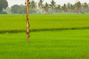 Hindistan, Tamil Nadu kırsalındaki geniş pirinç tarlalarının güzel manzarası. Çeltik tarlalarının manzarası.