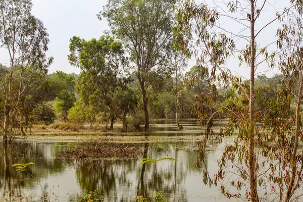 Hindistan Karnataka Daki Sulak Arazinin Manzarası Yedek Ormandaki Bataklık Bölgesi — Stok fotoğraf