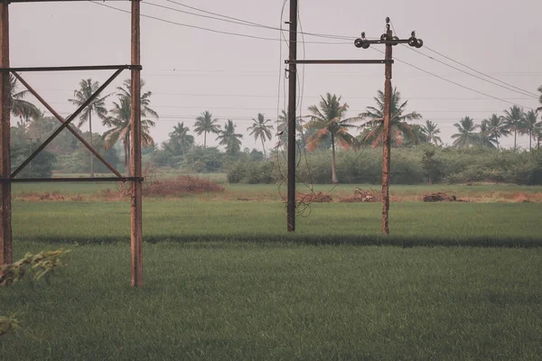 Piękny Widok Rozległe Pola Ryżowe Obszarach Wiejskich Tamil Nadu Indie — Zdjęcie stockowe
