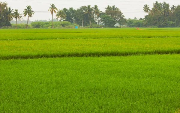 Schöne Aussicht Auf Riesige Reisfelder Ländlichen Raum Tamil Nadu Indien — Stockfoto