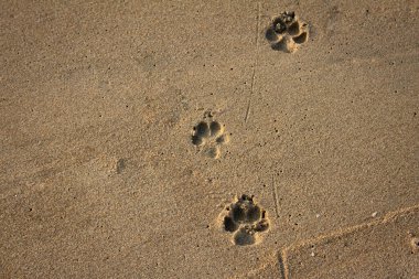 Kovalam, Chennai sahilindeki bir köpeğin ayak izlerinin görüntüsü.