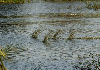 Hindistan, Tamil Nadu 'daki Palar Nehri' nde su taşkınlığı. Çimen yapraklarına odaklan