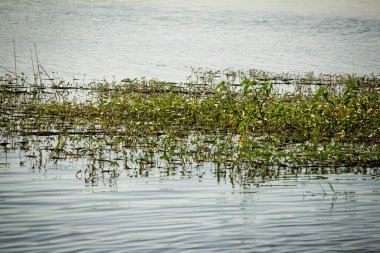 Palar Nehri 'ndeki su taşma tesisleri, Tamil Nadu, Hindistan