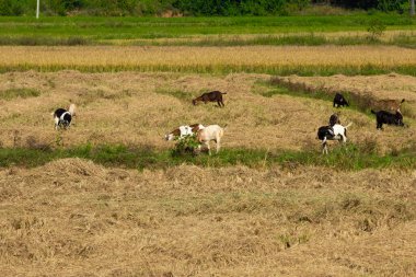 Bir çeltik tarlasında otlayan keçi sürüsü. Seçici odak