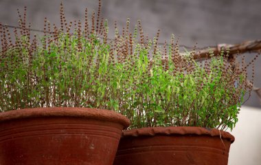 Mor yeşil yapraklı kutsal fesleğen (tulsi) aromatik bitkinin güzel manzarası. Ocimum tenuiflorum olarak da bilinir..
