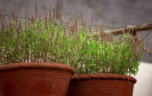 Piękny Widok Purplish Zielono Liściaste Świętej Bazylii Tulsi Aromatycznych Roślin — Zdjęcie stockowe