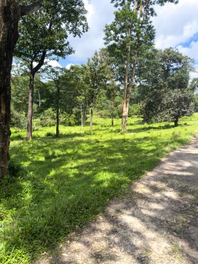 Topslip Orman Bölgesi, Anamalai Kaplan Rezervi, Coimbatore Bölgesi, Tamil Nadu 'daki toprak yol boyunca dağılmış ağaçlarla dolu yemyeşil çayırlar..