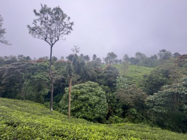 Verimli yeşil çay tarlaları ve Valparai 'nin manzaralı yamaçlarını kaplayan karışık bitki örtüsü, Coimbatore bölgesinde bir tepe istasyonu, Tamil Nadu.