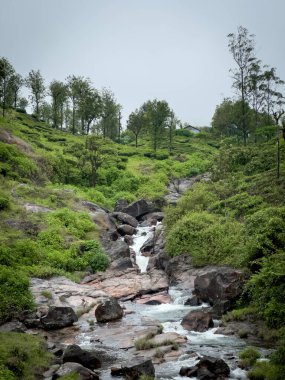 Dağ deresi, Valparai, Coimbatore bölgesindeki kayalık arazide çağlayarak akıyor, yemyeşil yamaçları ve çay arazisi manzarasıyla..