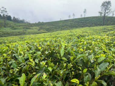 Nallamudi Varış Noktası, Valparai yakınlarındaki tepeler boyunca uzanan geniş çay tarlaları..